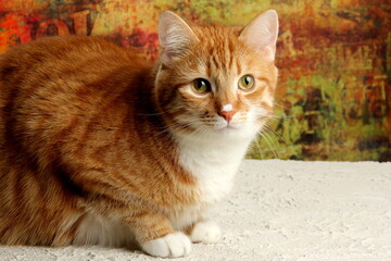Red cat portrait, close-up on a colored background