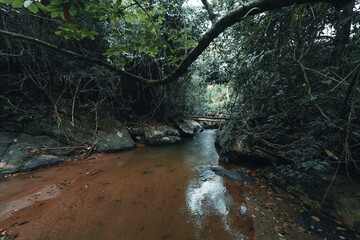 A stream in a tropical forest