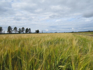field, sky, landscape, summer, wheat, grass, nature, 