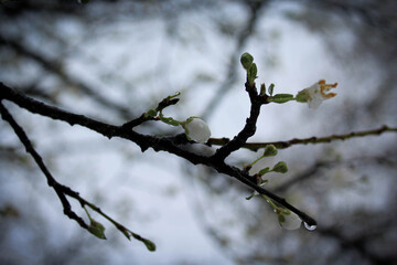 Diagonal Tree Branch with small white flower buds on rainy grey day in early spring. High quality photo
