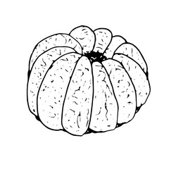 Peeled tangerine, vector doodle illustration, hand drawn sketch