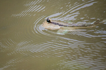 Mudskipper fish in the sea Mangrove area