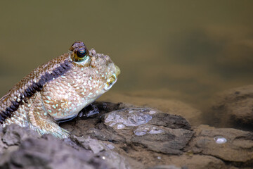 Mudskipper fish in the sea Mangrove area