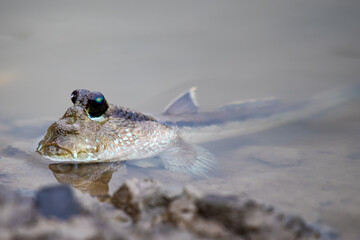 Mudskipper fish in the sea Mangrove area