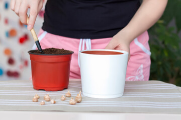 The girl plants flower bulbs in the ground in a pot. Plant flowers. Grows at home.