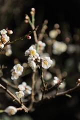 夜の梅の花