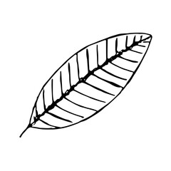 Mandarin tree leaf, vector doodle illustration, hand drawn sketch