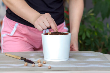 The girl plants flower bulbs in the ground in a pot. Plant flowers. Grows at home.