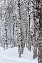 Fototapeta premium City park with birches covered with snow. Walk around the city in Siberia in Russia in winter.