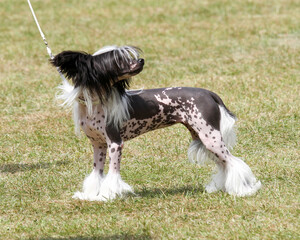 Fototapeta na wymiar Chinese Crested hairless dog