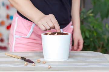 The girl plants flower bulbs in the ground in a pot. Plant flowers. Grows at home.
