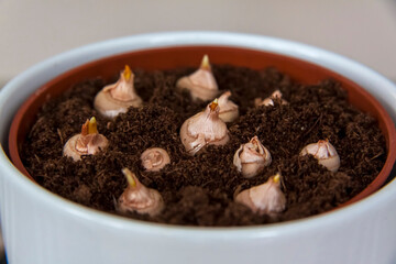Freshly planted flower bulbs in the ground in a pot. Growing at home.