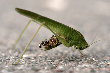 An ant eats a wounded green grasshopper.Natural selection in the wild.