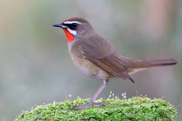beautiful brown bird stepping over soft greem moss weed with water drops on top, siberian rubythroat male