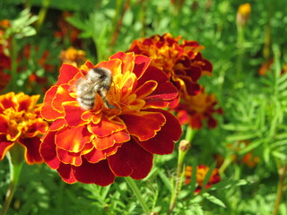 flower, nature, red, garden, orange, marigold, plant, green, 