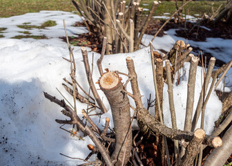 Strauch wird im Frühjahr zurückgeschnitten