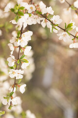 Blooming spring cherry flowers on a blurred vertical background. Sun rays, glare and bokeh.