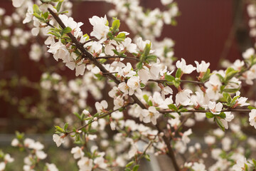 Blooming spring cherry flowers on a blurred background. Sun rays, glare and bokeh.