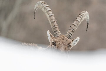 Face to face with the King of Alps mountains (Capra ibex)