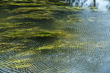 The surface of the water with underwater plants.