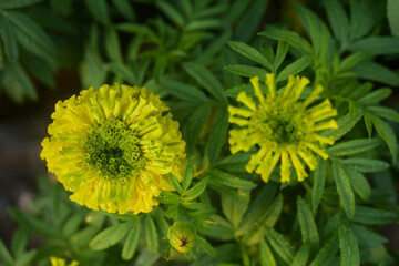 yellow dandelion flower