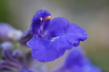 violet flower closeup