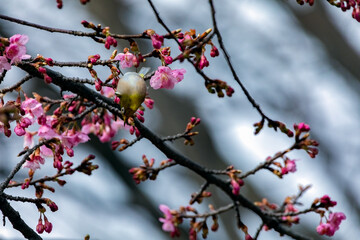 Japanese White-eye With Cherry Blossom(Cerasus lannesiana Carriere, 1872) At Shibuya,Tokyo, Japan.