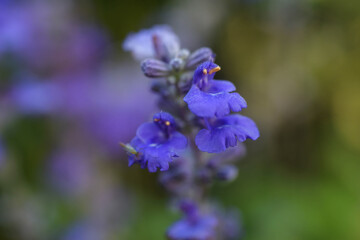 close up of a blue flower