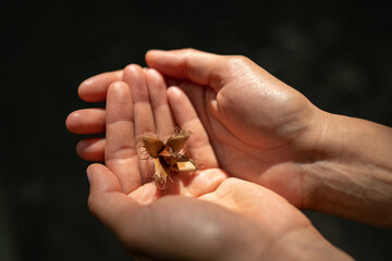 Close-up of caucasian woman holding young beech fruit with seeds covered in peel in soft sunlight.