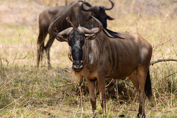 Gnus im Tarangire-Nationalpark in Tansania