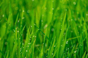Bright green rice leaves with dew on the leaves, the image is blurred and clear at the right moment, giving a refreshing feeling in the morning, suitable for use in print or graphic work on nature.