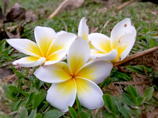 Fototapeta na wymiar A collection of plumeria flower after falling from a tree in summer 02