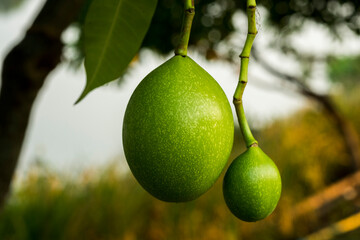 Fruit of Cerbera odollam or Suicide tree or Pong-pong or Othalanga Photographed in Thailand