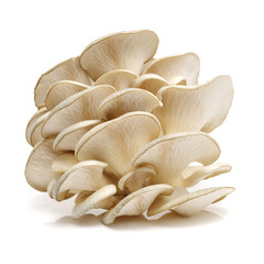 oyster mushroom on white background