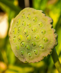 Calyx full of beautiful lotus seeds. In the morning, the yellow sun shines beautifully.