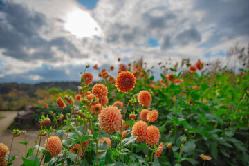 青空の下に咲くダリア