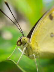 close up of a butterfly