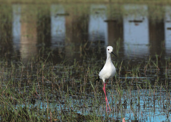 white stork in the nest