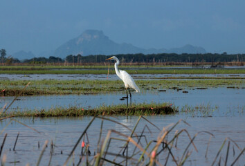 great blue heron ardea cinerea