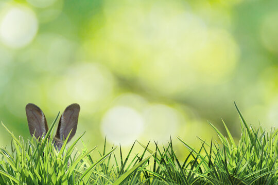 easter bunny ears hidden between green grass and green background hasenohren