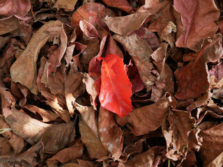 leaves on the ground