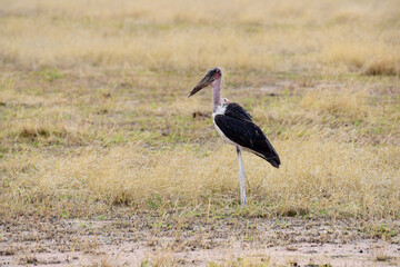 Marabu im Tarangire-Nationalpark in Tansania