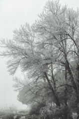 Foggy tree