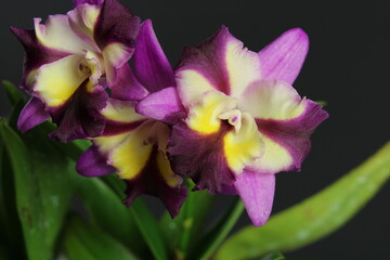 Fototapeta na wymiar Close up Cattleya orchids (Cattleya). Pink, yellow, white and magenta Flowers
