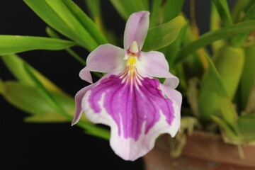 Miltonia Orchid in a dark background - White and pink flower