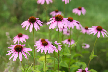 Obraz premium Echinacea purpurea. Big purple flowers blossoms in sunny day,