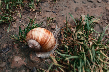 The snail crawls on the grass. Snail on a background of soil and grass