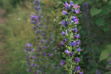 Purple flowers on a background of grass