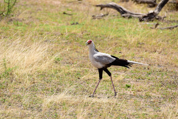 Sekretär Greifvogel im Tarangire-Nationalpark in Tansania
