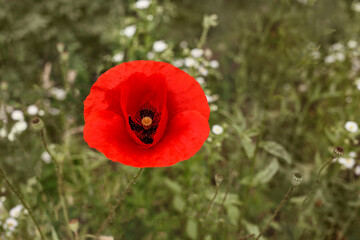 Red poppy flower close up on a background of green grass